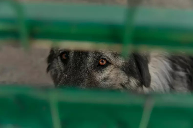 studenti turci voluntari aspa bucuresti vlad chirea