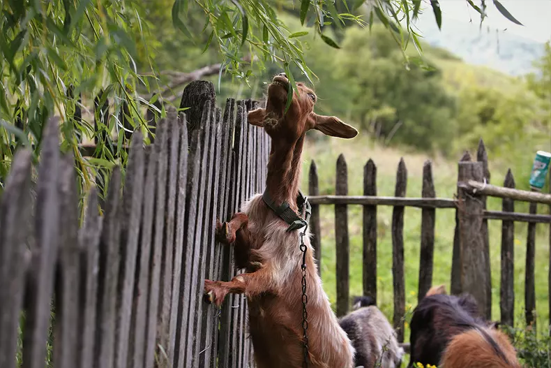 sat-parasit-dumitru-angelescu-img3394