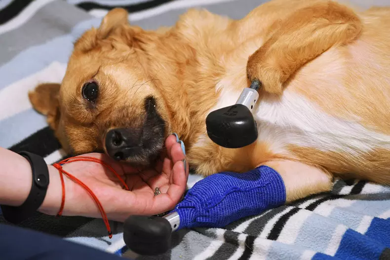 Russia Prosthetic Dog