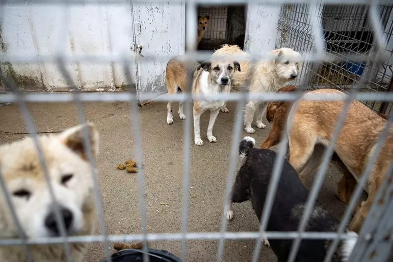 caini-biobaza-navodari-libertatea-eli-driu01