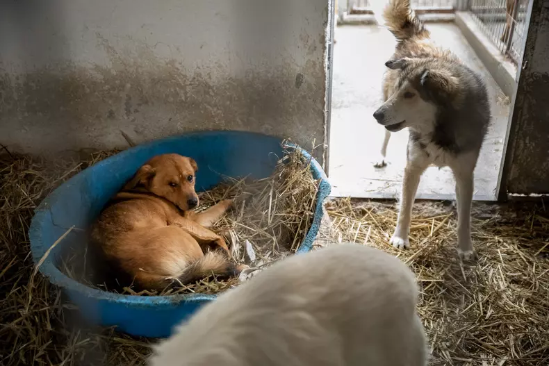 caini-biobaza-navodari-libertatea-eli-driu03