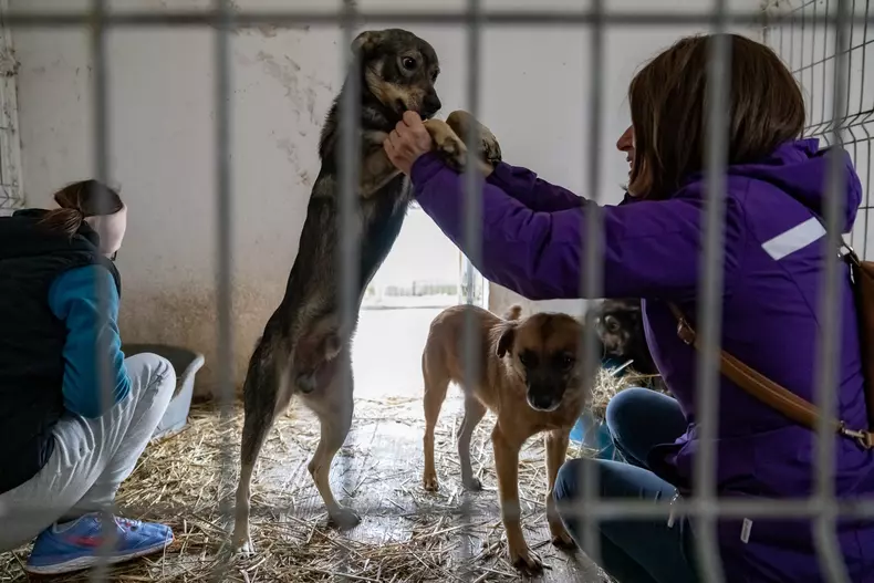 caini-biobaza-navodari-libertatea-eli-driu04