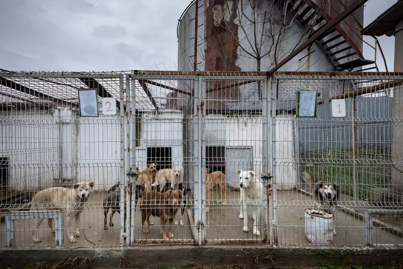 caini-biobaza-navodari-libertatea-eli-driu06