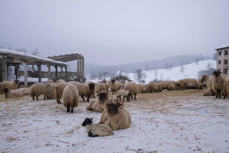 anina-vlad-chireascf6136