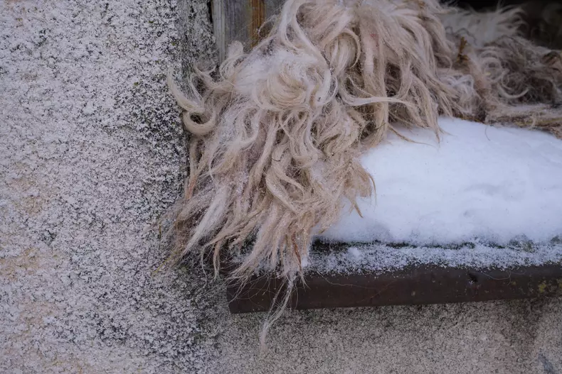 anina-vlad-chireascf6281