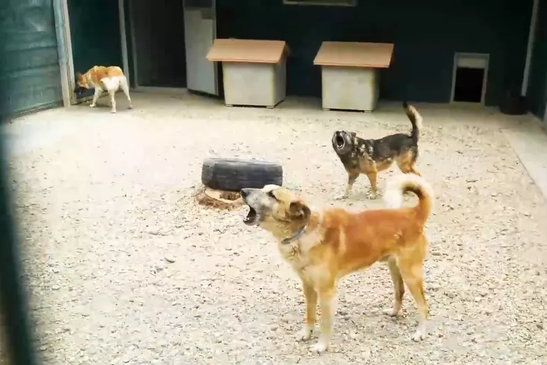 acasa-la-motanul-putin-si-cainele-zelenski-1