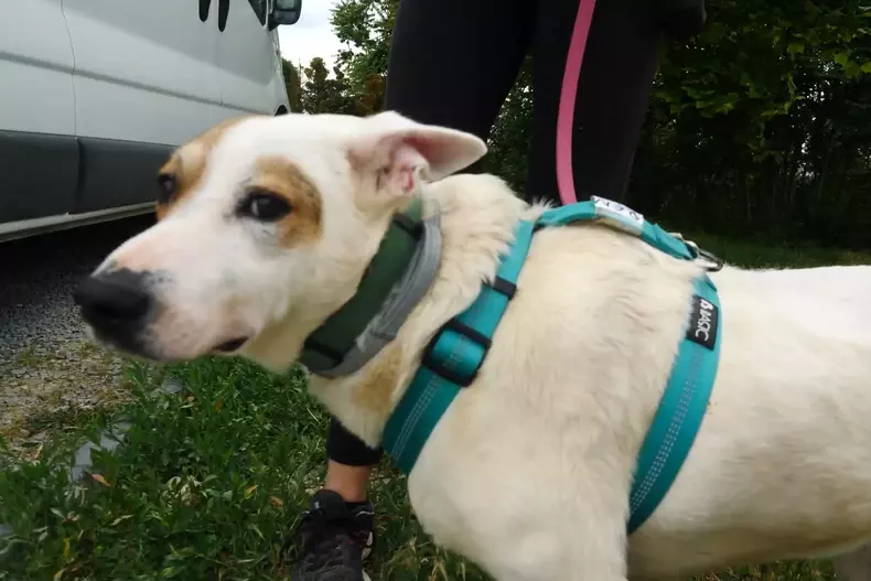 acasa-la-motanul-putin-si-cainele-zelenski-4