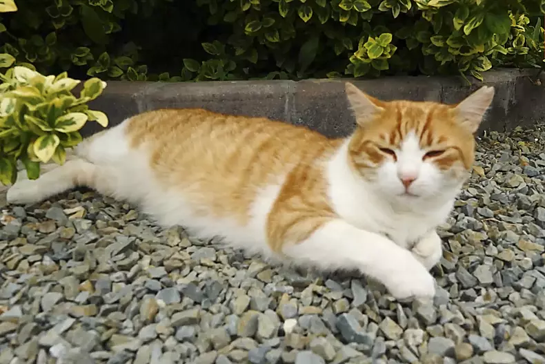 acasa-la-motanul-putin-si-cainele-zelenski-5-copy