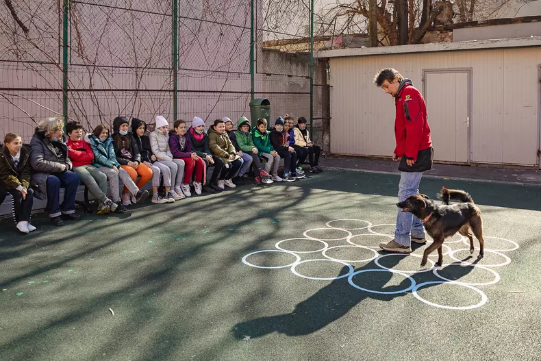 caini pregatiti pentru cutremur clubul cainilor utilitari