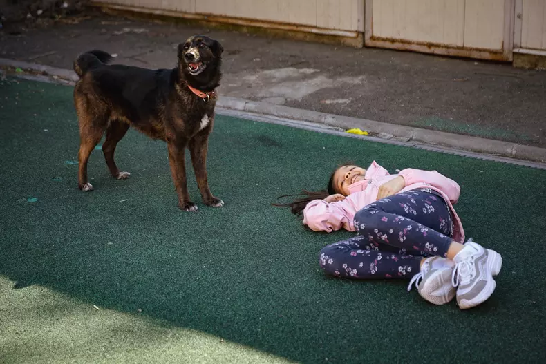 caini pregatiti pentru cutremur clubul cainilor utilitari