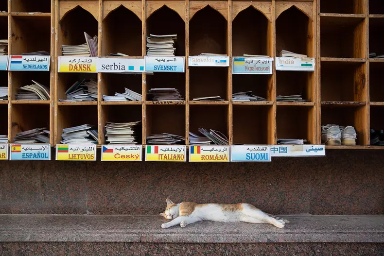 hurghada-egipt-rechin-s-38