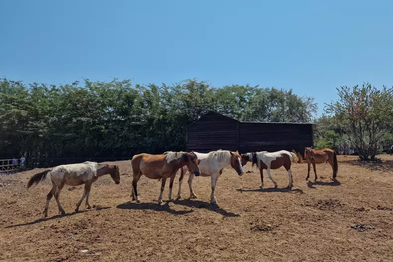 Foto: Vlad Chirea / Libertatea