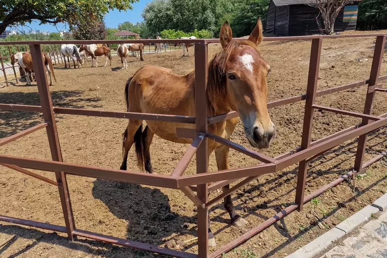 Foto: Vlad Chirea / Libertatea