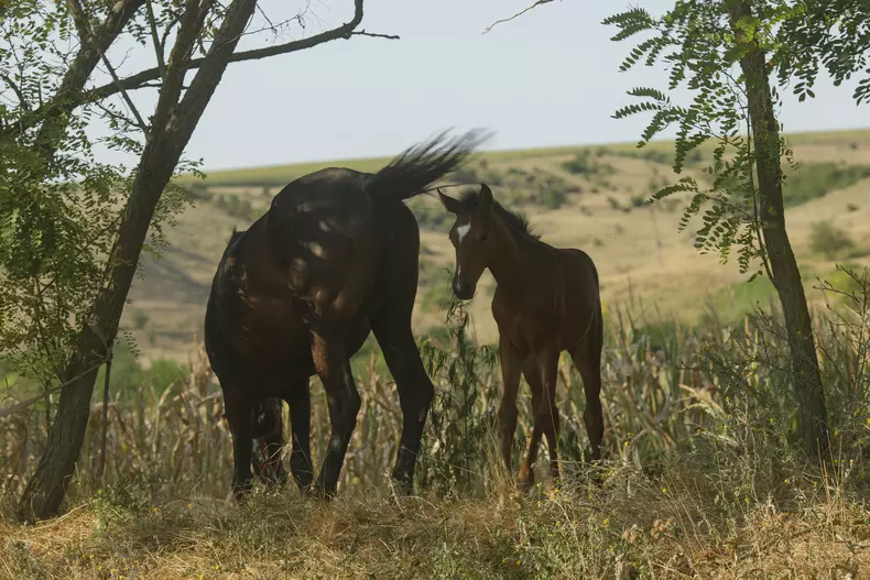 În apropiere de satul Cetatea, comuna Dobromir. Foto: Vlad Chirea / Libertatea