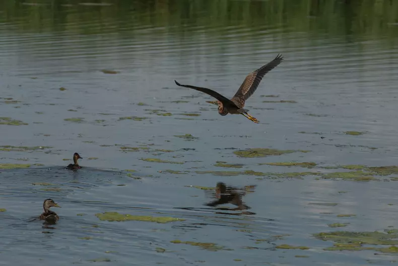 Stârc și lebede sălbatice