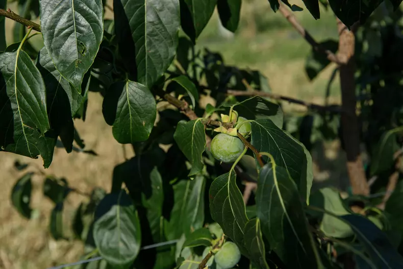 Fructe de kaki. Foto: Vlad Chirea / Libertatea
