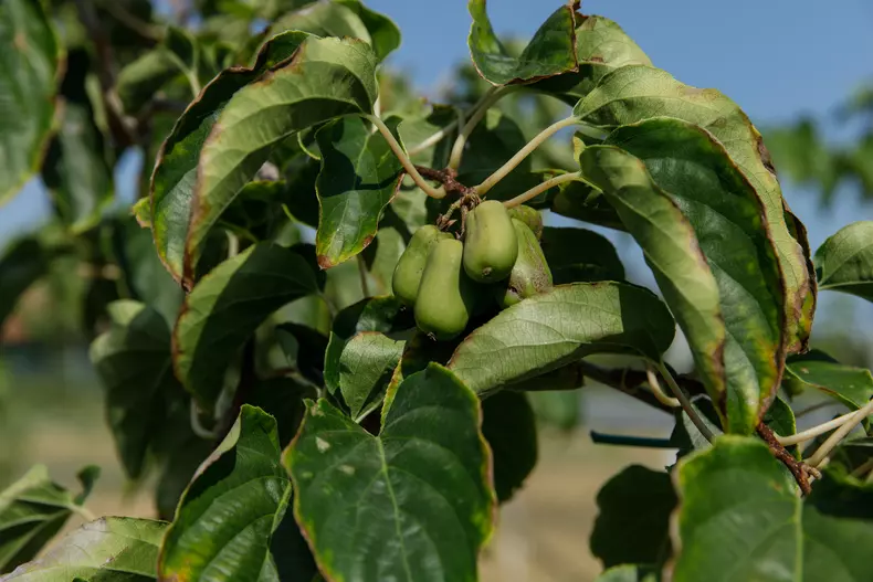 Fructe de kiwi. Foto: Vlad Chirea / Libertatea