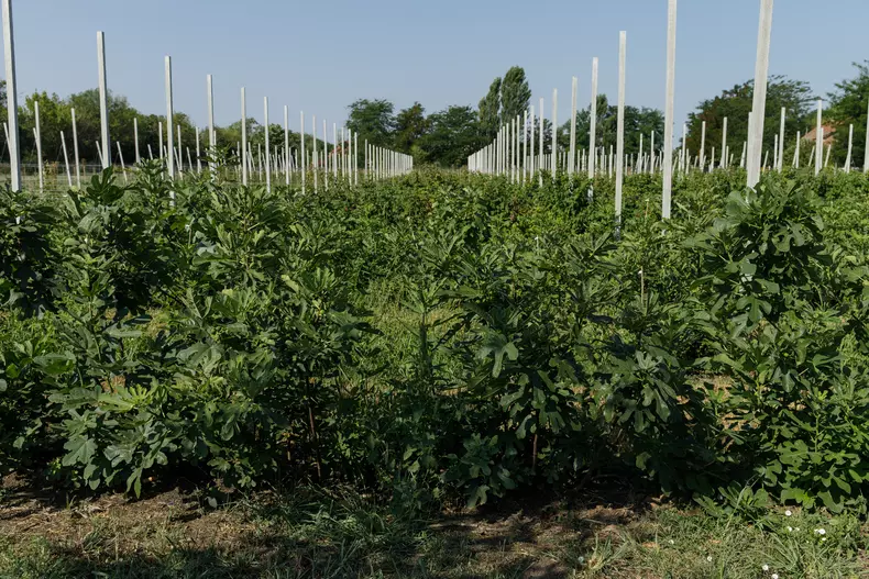 Smochini. Foto: Vlad Chirea / Libertatea