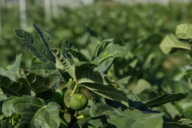 Smochini. Foto: Vlad Chirea / Libertatea