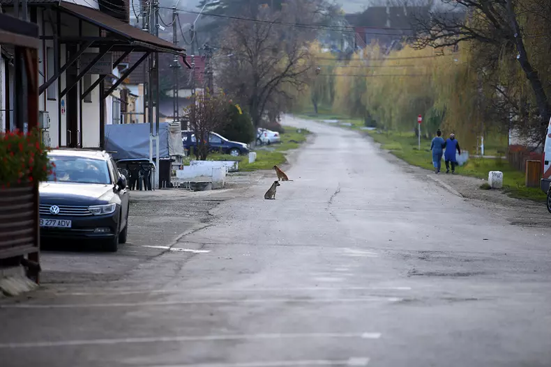 mitus-cincu-foto-mici-15