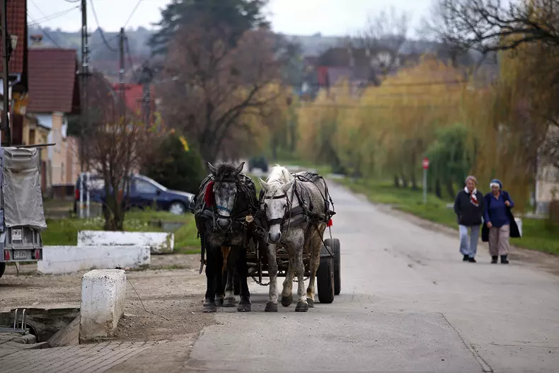 mitus-cincu-foto-mici-18