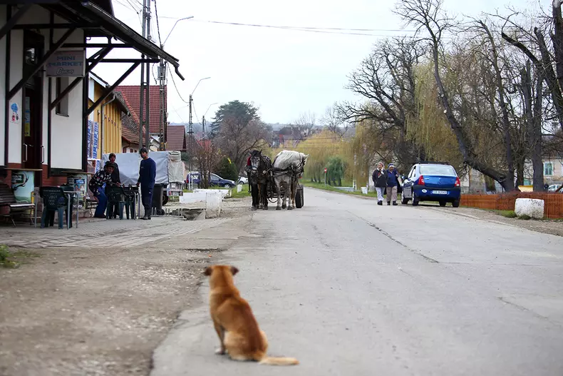 mitus-cincu-foto-mici-20-1