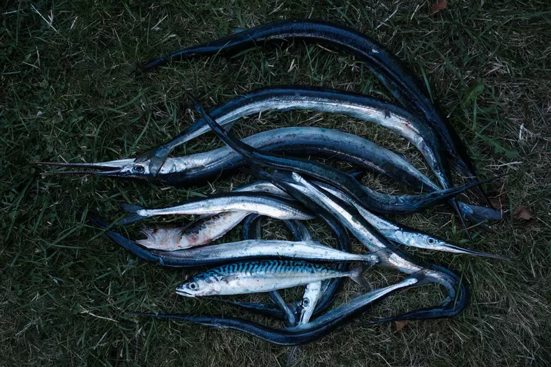 Pești prinși de Marius Olaru, Skagen, Danemarca