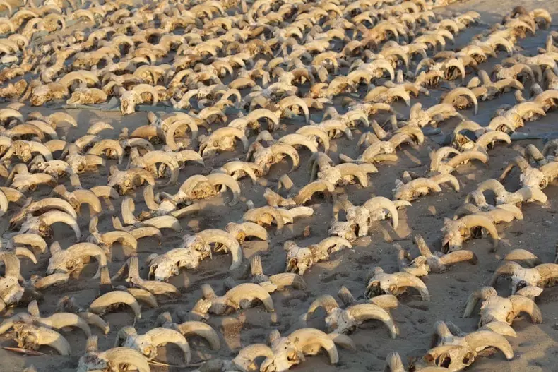 Over 2.000 mummified ram heads found in Egypt's Temple of Pharaoh Ramses II