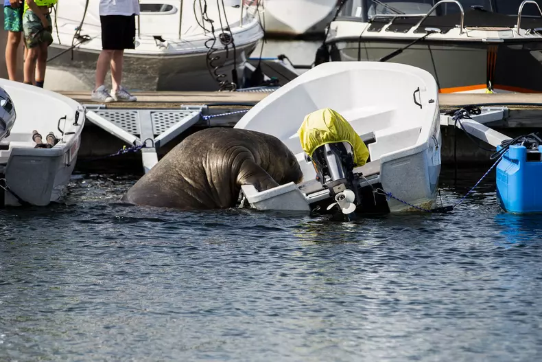 Freya the walrus visits Norway