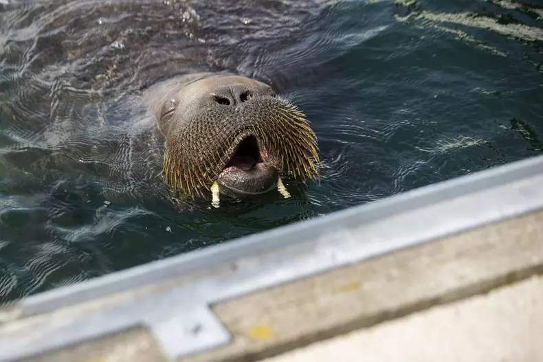 Freya the walrus visits Norway