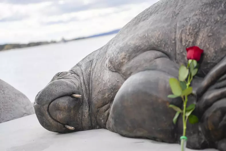 The statue of Freya the walrus is unveiled in Oslo