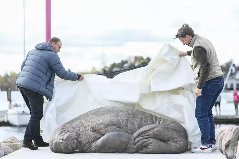 The statue of Freya the walrus is unveiled in Oslo
