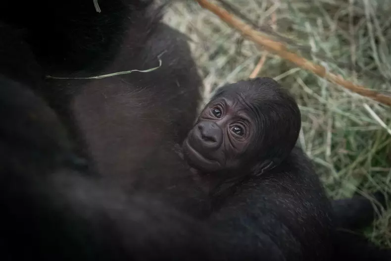 gorilla-sully-and-baby-7070-amanda-carberry-columbus-zoo-and-aquarium