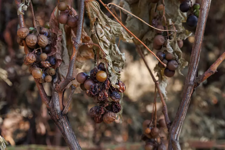 vita-de-vie-s-a-uscat-inainte-de-venirea-sezoului-rece