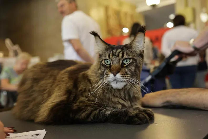 4363651908981563921142645738608183212617884n