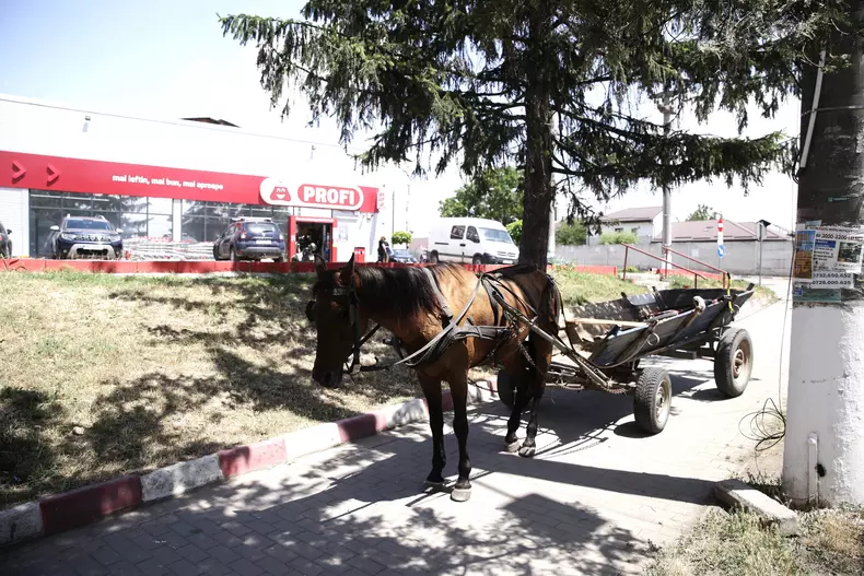 mitus-unguri-in-videle-12