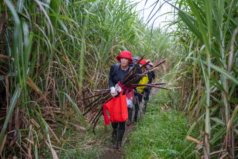 Misiunea de pe plantatia de trestie_2