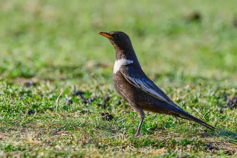 Drought narrows migratory birds' habitat on Lake Van basin