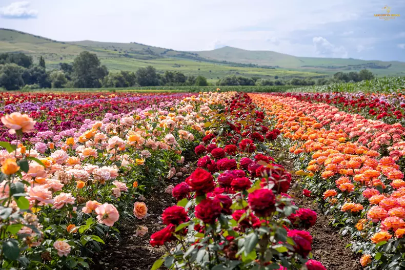 ciumbrud trandafiri7