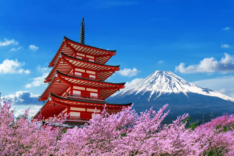 Cherry blossoms in spring, Chureito pagoda and Fuji mountain in