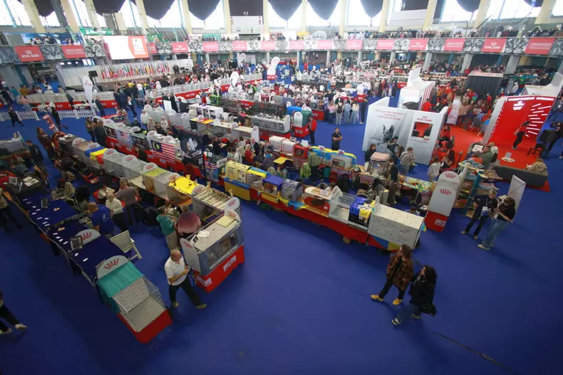 Campionatul Mondial Felin_ (5)