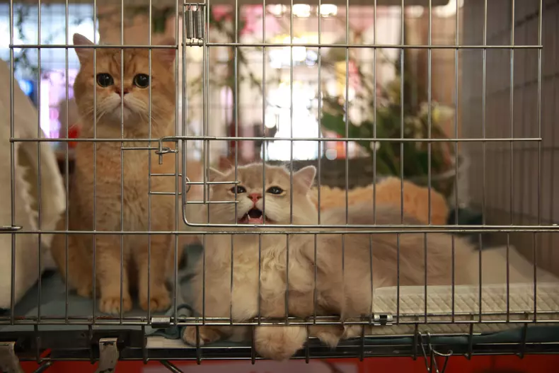Salonul Felin Internațional SofistiCAT (1)