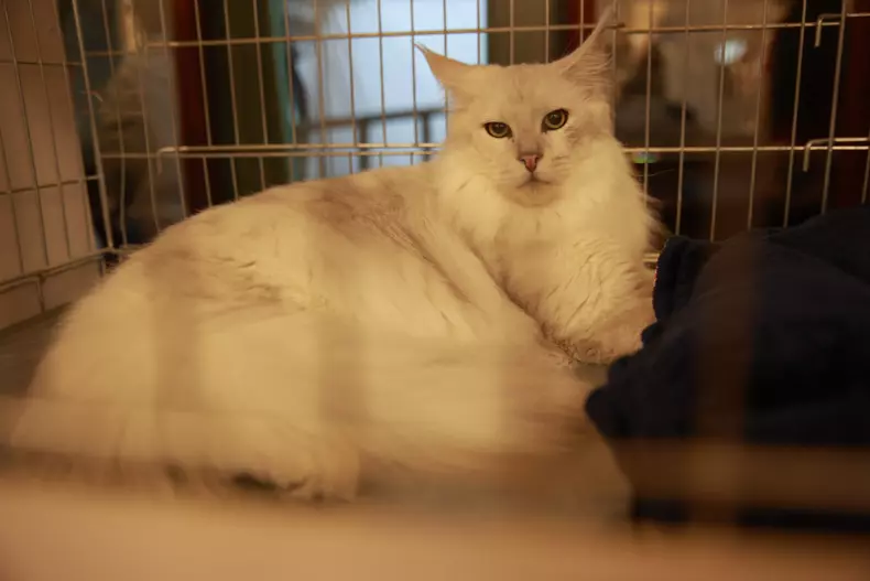 Salonul Felin Internațional SofistiCAT (14)