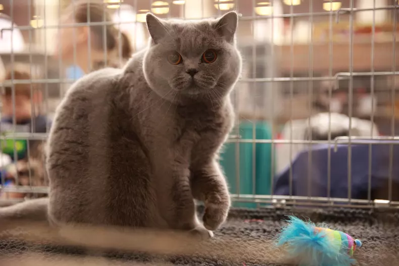 Salonul Felin Internațional SofistiCAT (16)