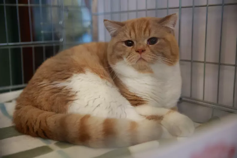 Salonul Felin Internațional SofistiCAT (17)