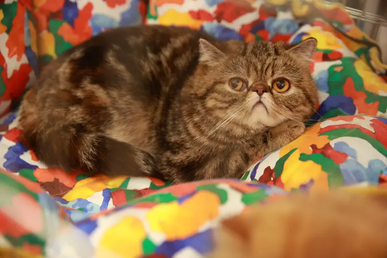Salonul Felin Internațional SofistiCAT (18)