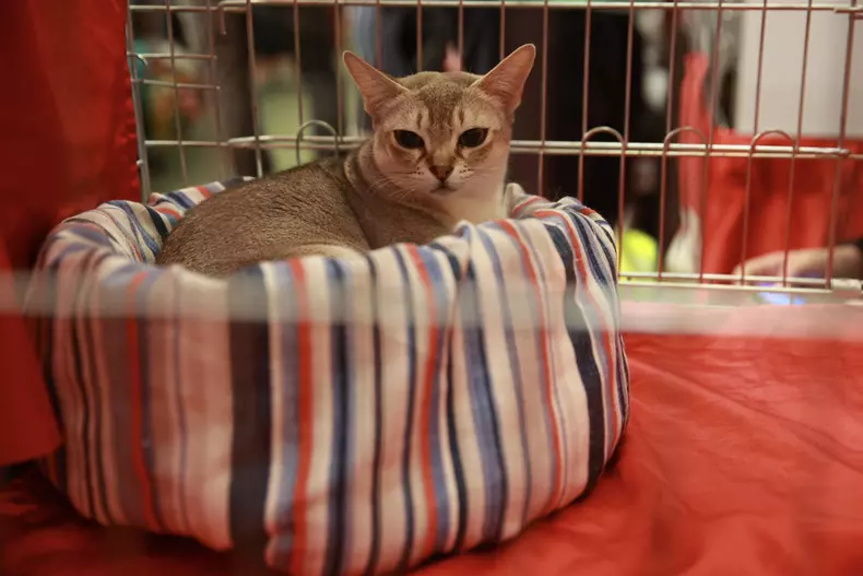 Salonul Felin Internațional SofistiCAT (19)