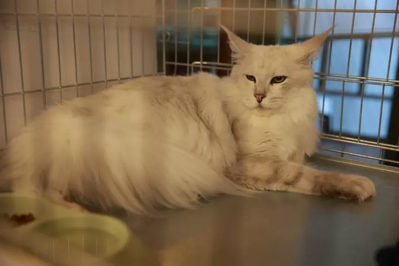 Salonul Felin Internațional SofistiCAT (20)