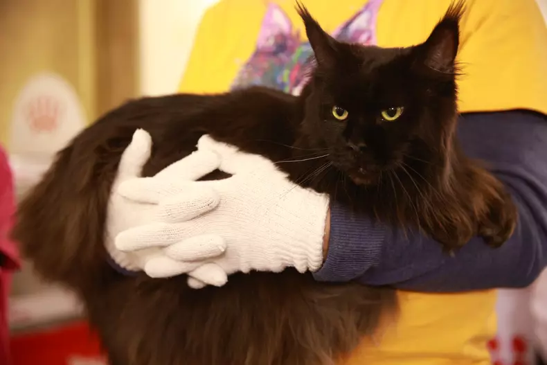 Salonul Felin Internațional SofistiCAT (32)