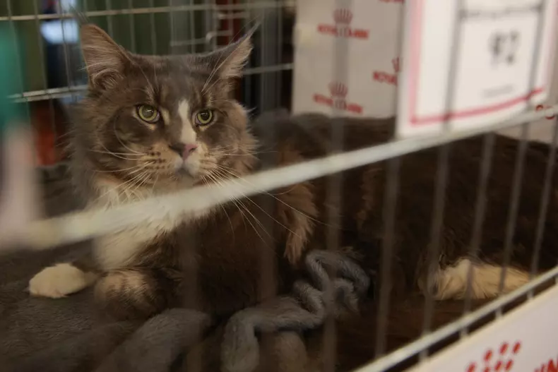 Salonul Felin Internațional SofistiCAT (5)